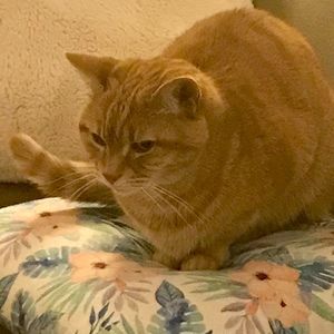 Meet your Posher, Alandra